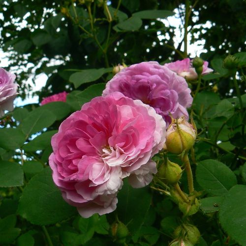 Gärtnerei - Rosa Geschwinds Orden - rosa-weiß - alte rosen - diskret duftend - Rudolf Geschwind - Diese außerordentlichen, in kleinen Gruppen blühenden Blüten blühen leider nur einmal, im Frühling oder im Sommer.